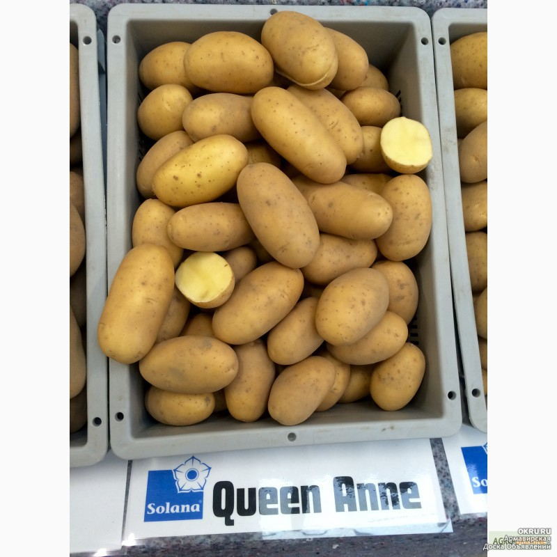 Продажа Семенного Картофеля В Магазине