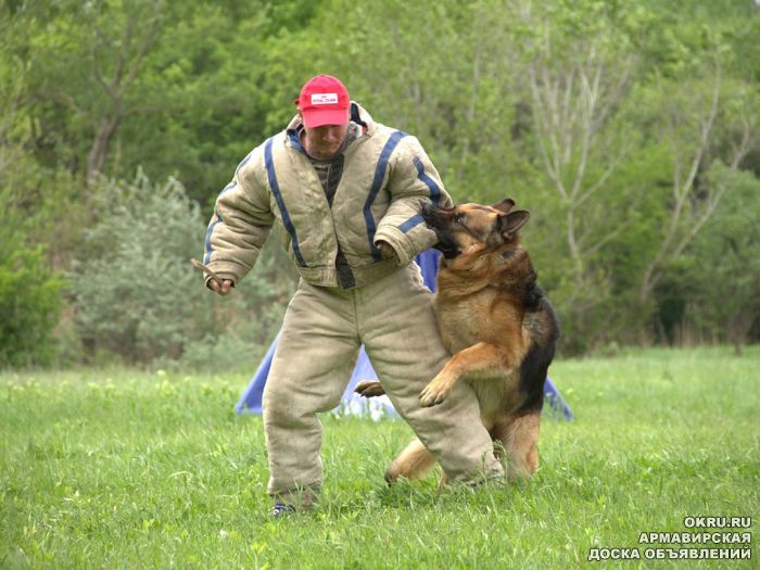 Костюм для тренировки собак