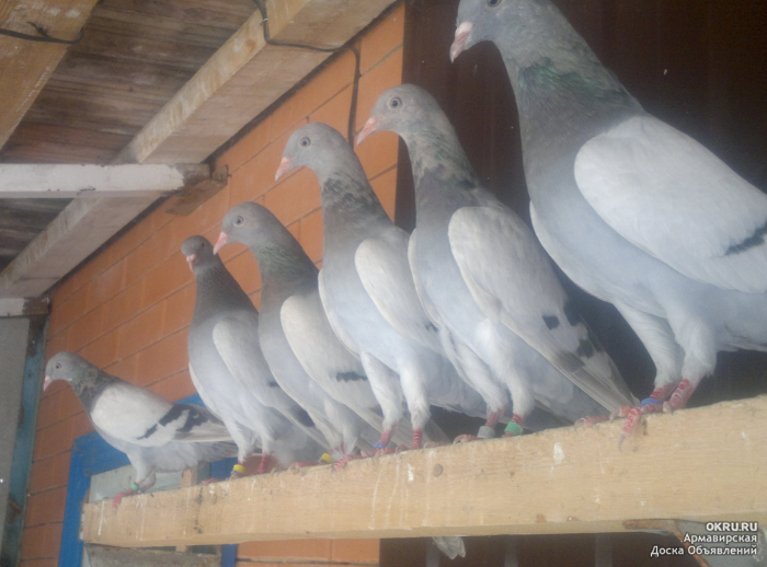 Краснодарские голуби на авито. Бакинские бойные голуби. Голуби Бакинские белоголовые. Бакинских краснохвостые бойные голуби. Бойные Бакинские голуби Краснодарский.