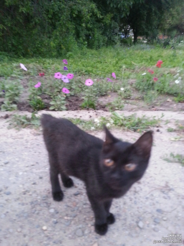 Ищу черную кошку. Черная кошка без хвоста. Черные коты без хвоста. Черная кошка с купированным хвостом. Хвост черной кошки.