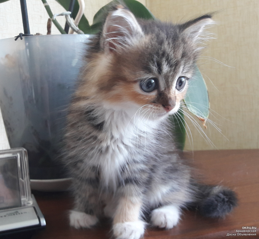 Отдам котенка в добрые руки даром. Трехцветный котенок. Котята Сибирские домашний. Трёхцветная кошка даром. Котёнок трёхцветный пушистый в добрые руки.
