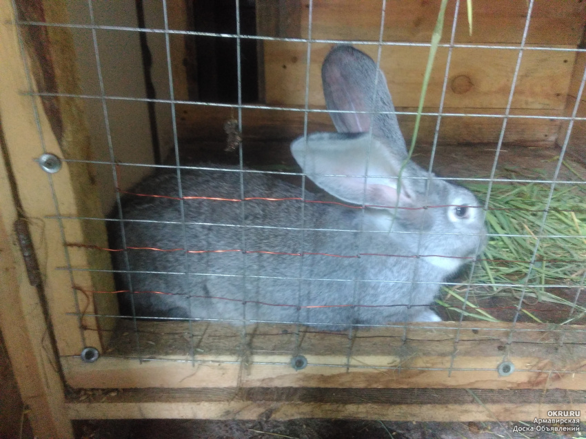 Кролики купить краснодарский. Кролик серый великан крольчата. Кролики серый великан 2 мес. Серый великан кролик. Кролики серый великан 3 месяца.