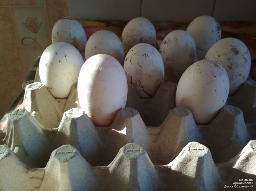 Купить яйцо инкубационное алтайский. Яйцо гусиное инкубационное. Инкубационное яйцо гусей. Инкубационное яйцо гуся племзаводов. Ленточные гуси инкубационное яйцо.
