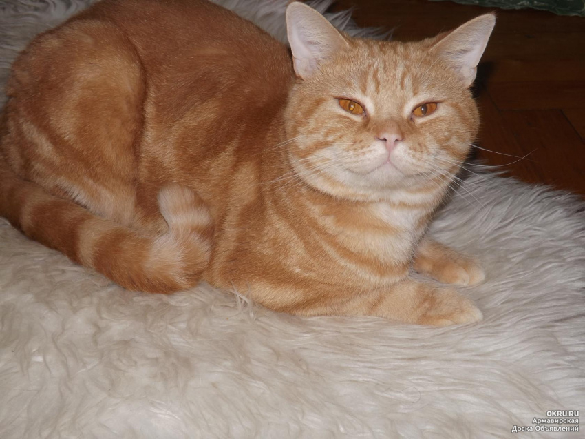 Шотландский кот прямоухий рыжий фото