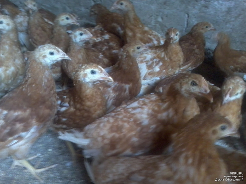 Цыплята браун фото. Цыплята Ломан Браун. Цыплята кур Ломан Браун. Ломан Браун цыплята подрощенные. Цыплята Ломан Браун в 2 месяца.