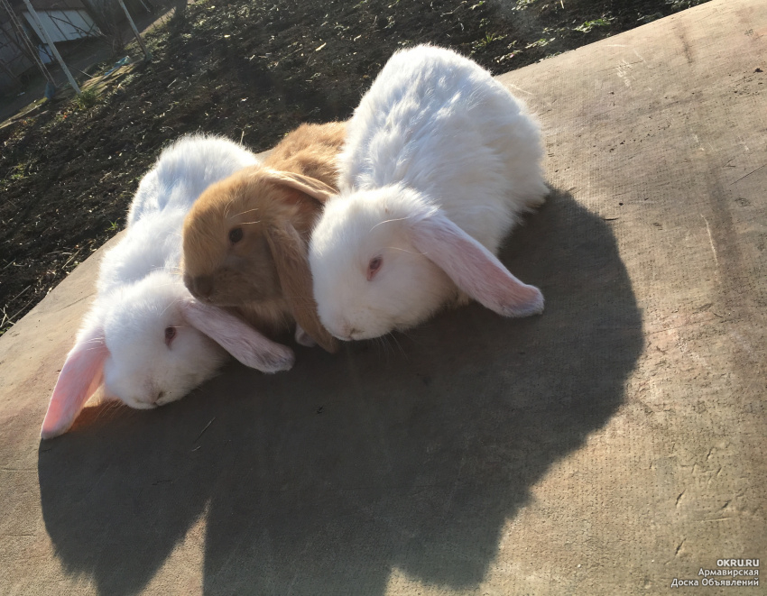 Кролики купить краснодарский. Искусственные кролик для самцов. Кролики на рынке в Армавире Краснодарского края. Объявление продаю кроликов. Продажа кроликов в Армавире.