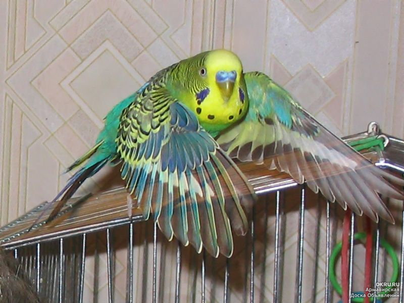 Волнистый попугай машет крыльями. Крылья волнистого попугая. Волнистый попугай с расправленными крыльями. Крыло волнистого попугайчика. Зеленый волнистый попугай Крылья.