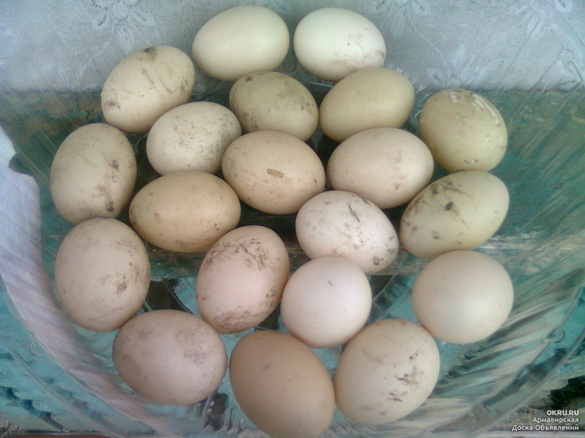 Купить инкубационное яйцо в курской области. Инкубационное яйцо индоутки. Яйцо индоутки фото. Руанская утка купить инкубационное яйцо. Где можно купить инкубационное яйцо в Пушкино Мос.обл..