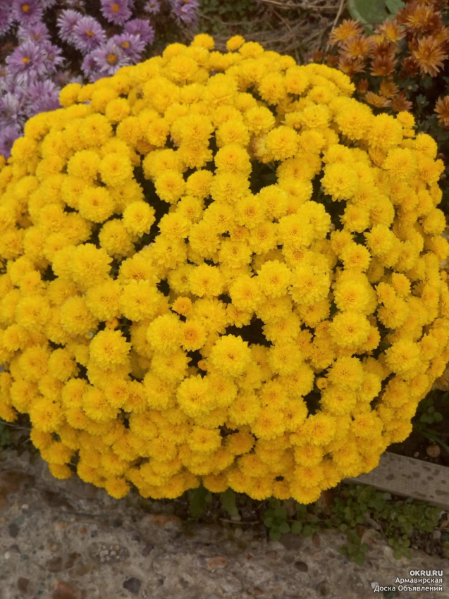 Хризантема мультифлора шаровидная желтая фото