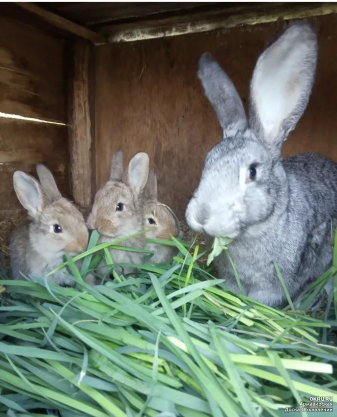 Куфар минская обл. Крольчиха с крольчатами. Кролик и крольчиха. Серебристые крольчата. Три крольчонка.