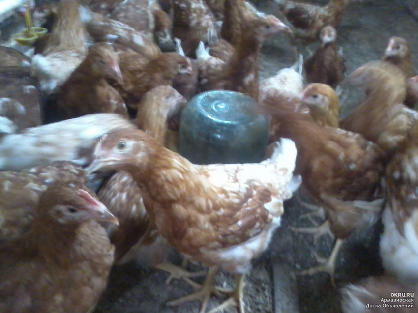 Курицы браун когда начинают нестись. Цыплята Ломан Браун. Ломан Браун Молодняк. Ломанбрау 1 месяц. Курица Ломан Браун яйца.
