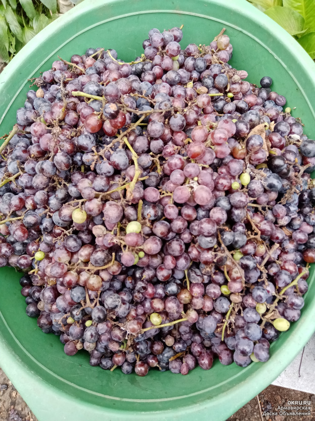 Один килограмм винограда стоит 140 рублей. Килограмм винограда.